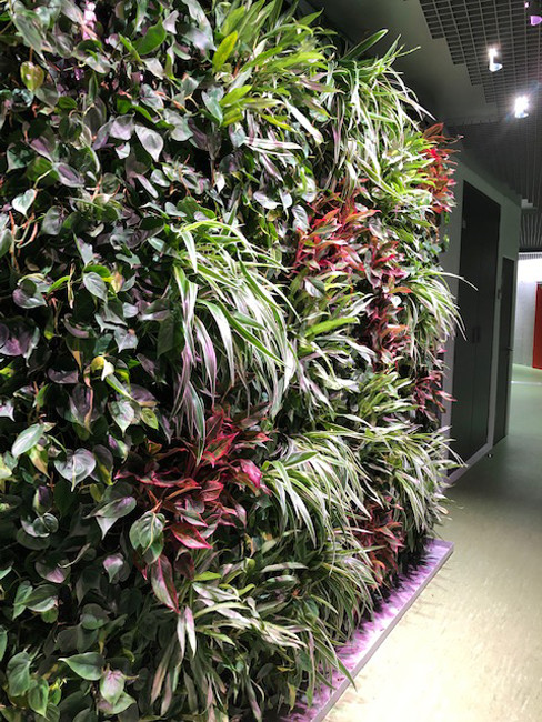 GREEN WALLS
